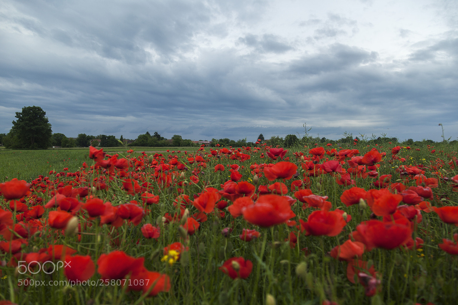 Canon EOS 5D Mark II sample photo. Poppy photography