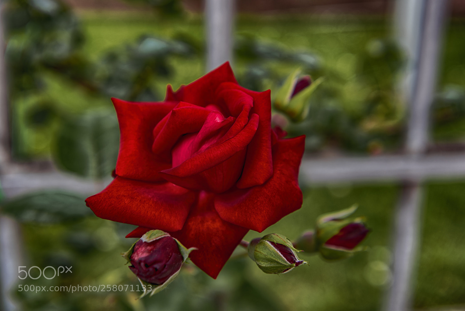 Nikon D750 sample photo. Rosa rossa photography