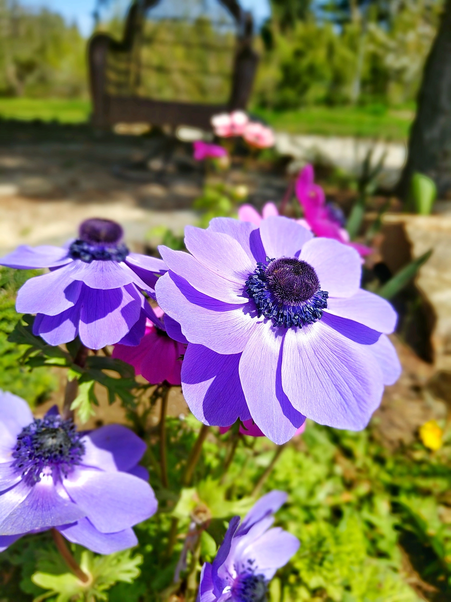 Google Pixel XL sample photo. Flora xv photography