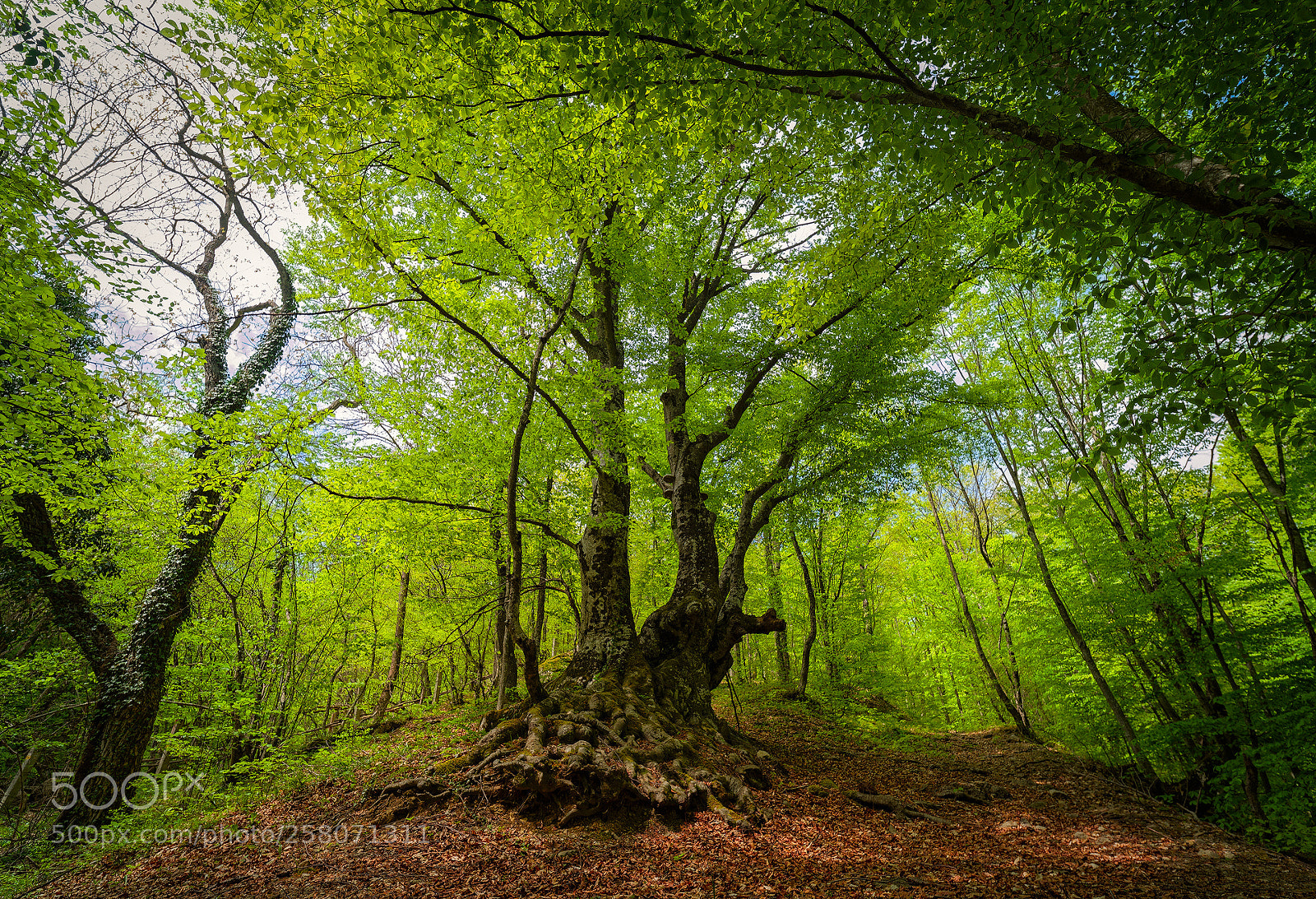 Pentax K-1 sample photo. Ancient beech forests of photography