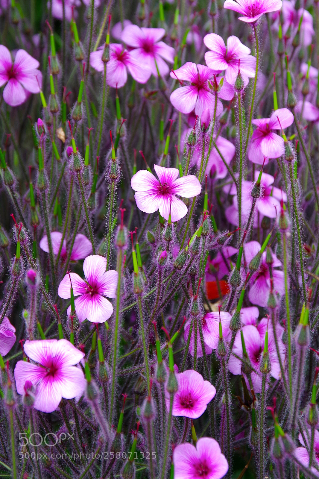Pentax K-50 sample photo. Shades of purple photography
