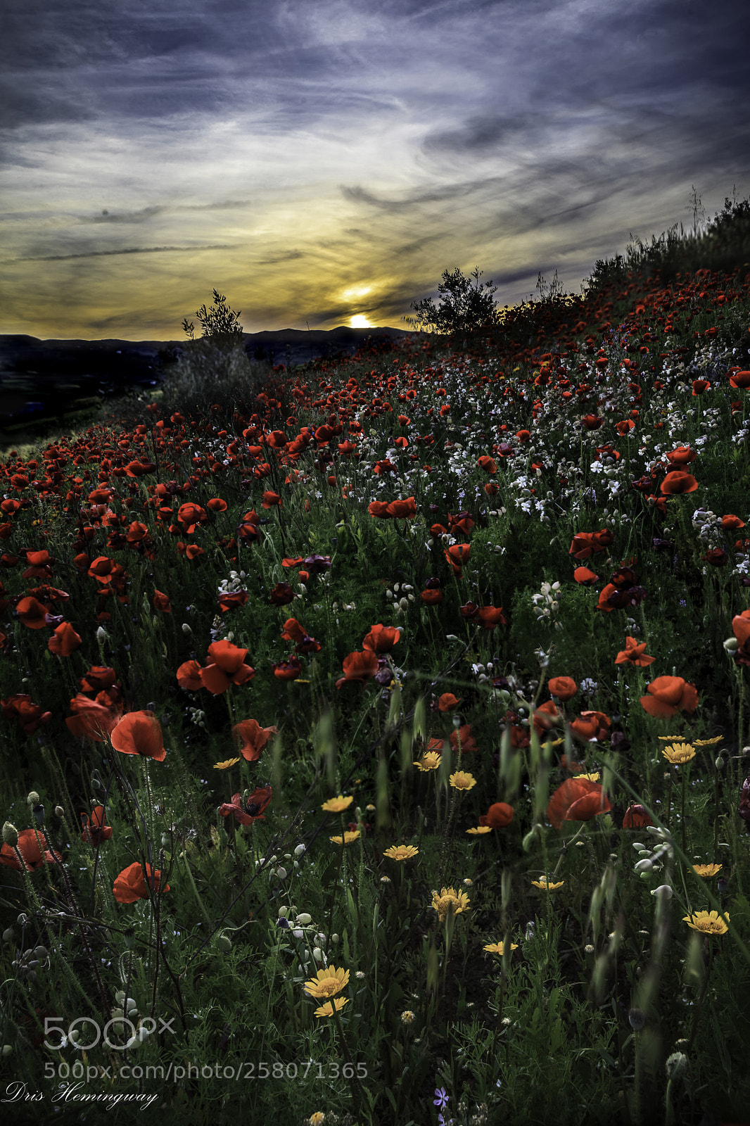 Canon EOS 5D Mark II sample photo. ورود تودع الشمس .. photography
