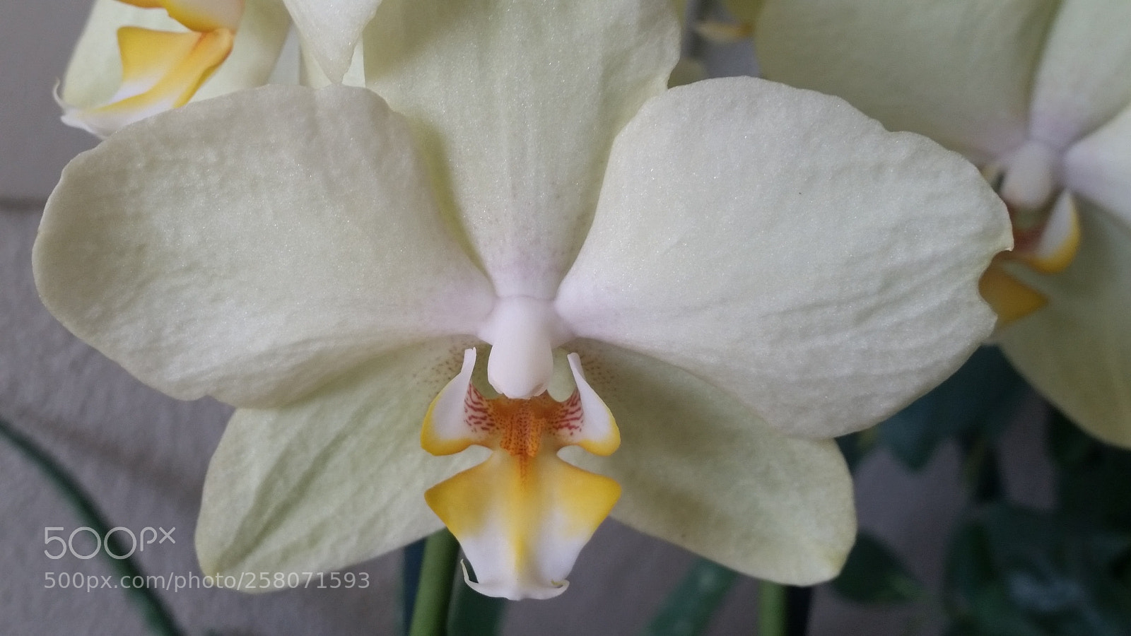 Samsung Galaxy S5 sample photo. Yellow orchid photography