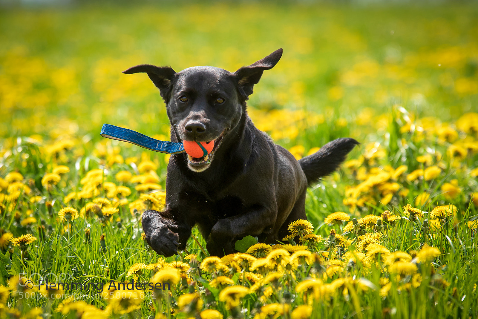 Nikon D750 sample photo. Buddy & dandelions photography