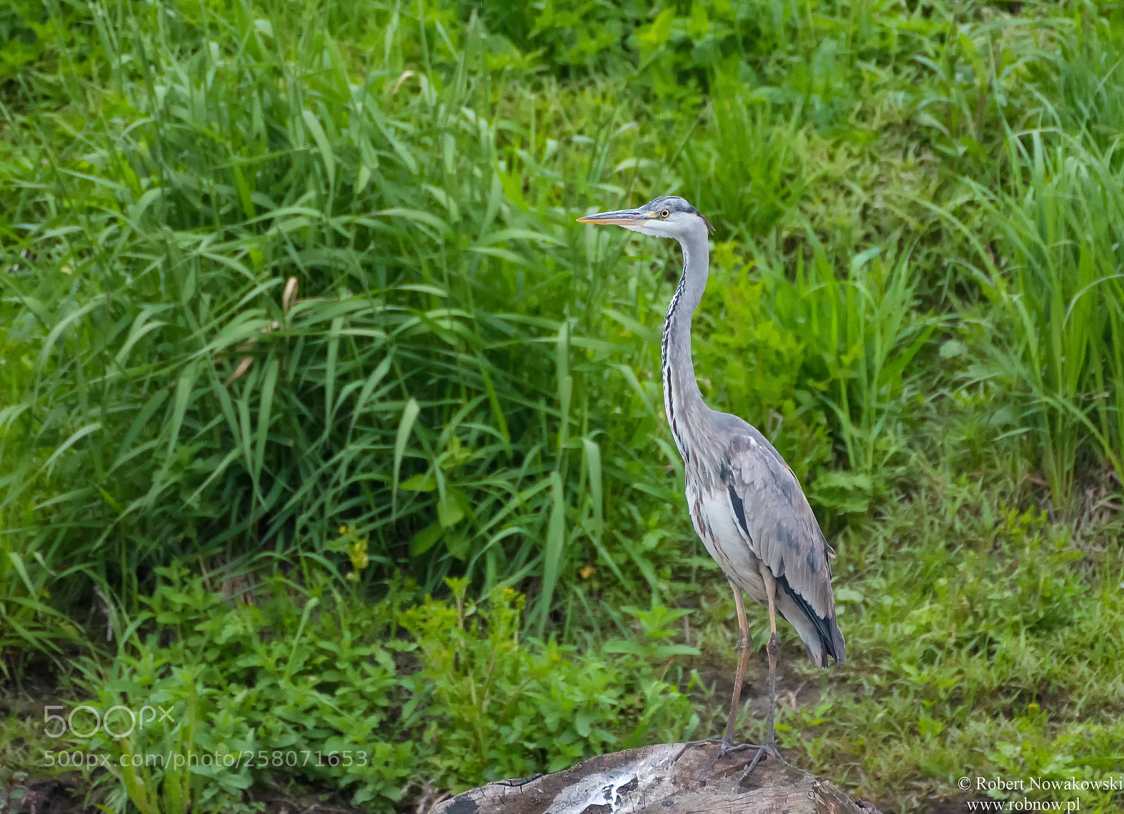 Nikon D750 sample photo. Czapla siwa z naszej photography