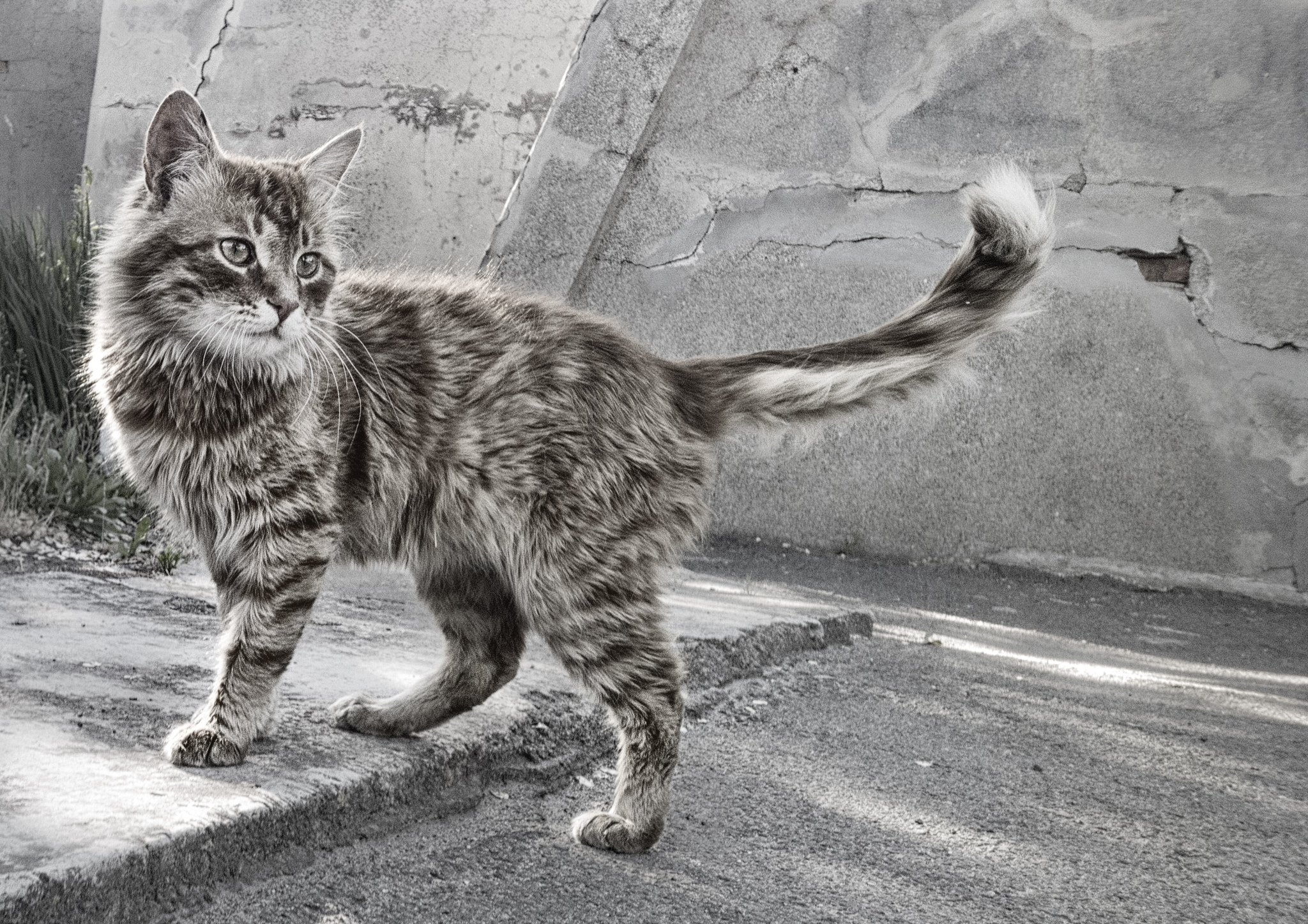 Nokia Lumia 1520 sample photo. Cat photography