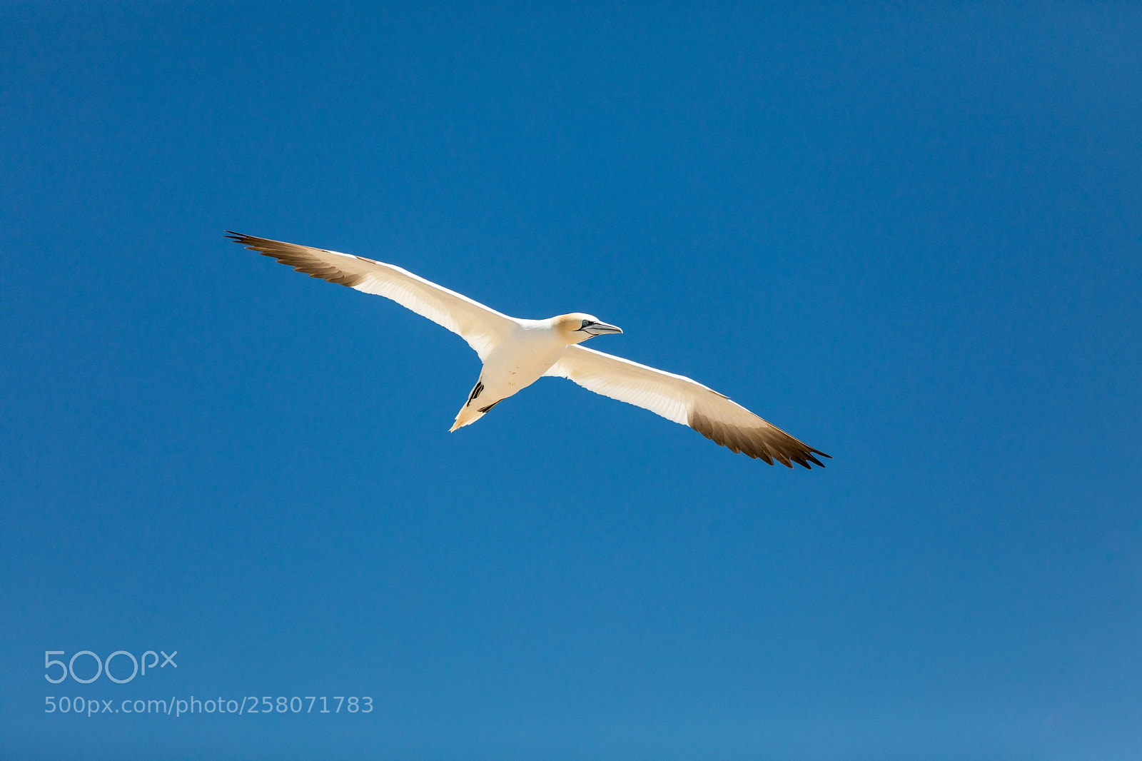 Canon EOS 5D Mark IV sample photo. Gannet in flight photography