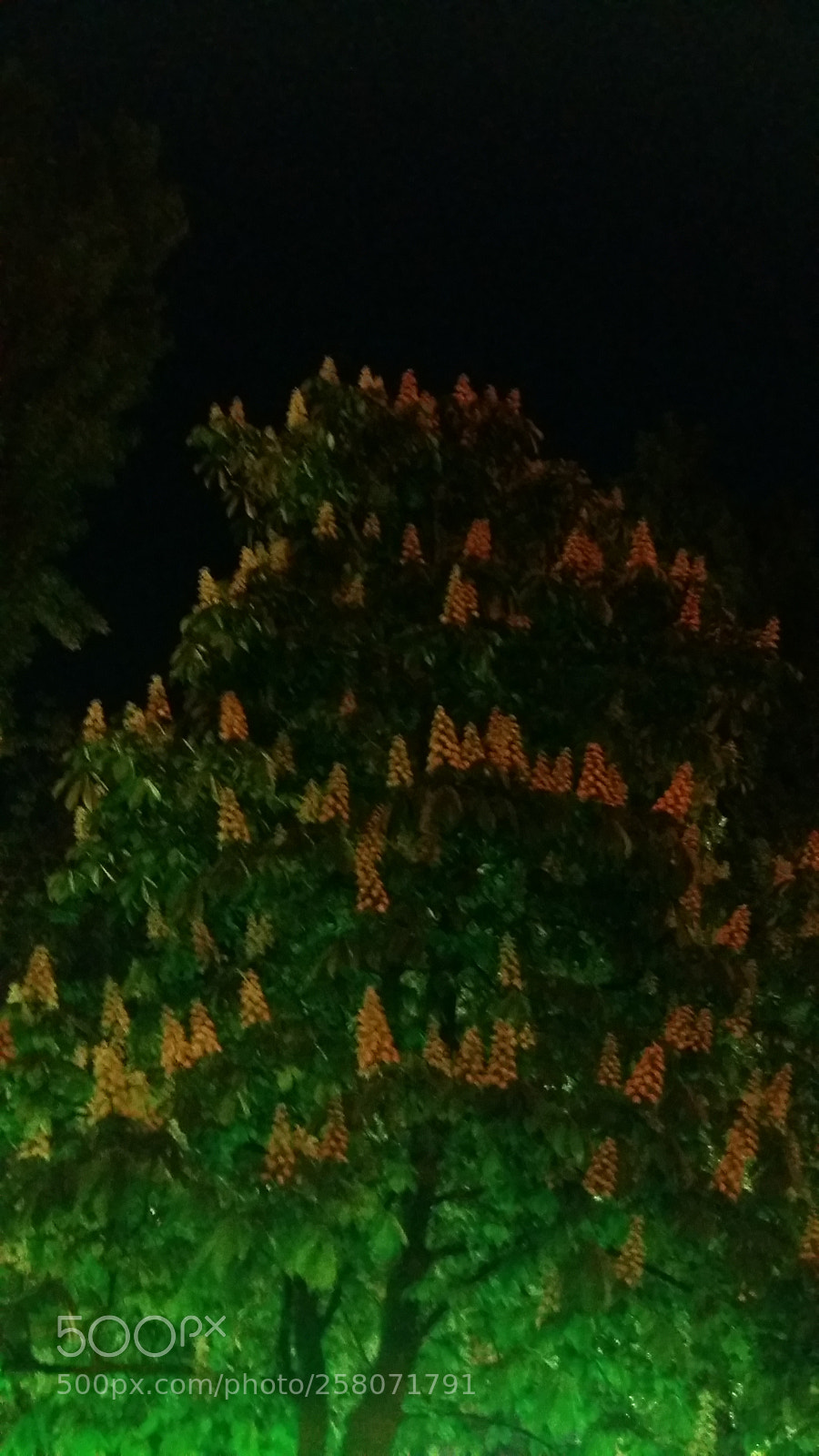 Samsung Galaxy A5 sample photo. Chestnuts blossomed for the photography