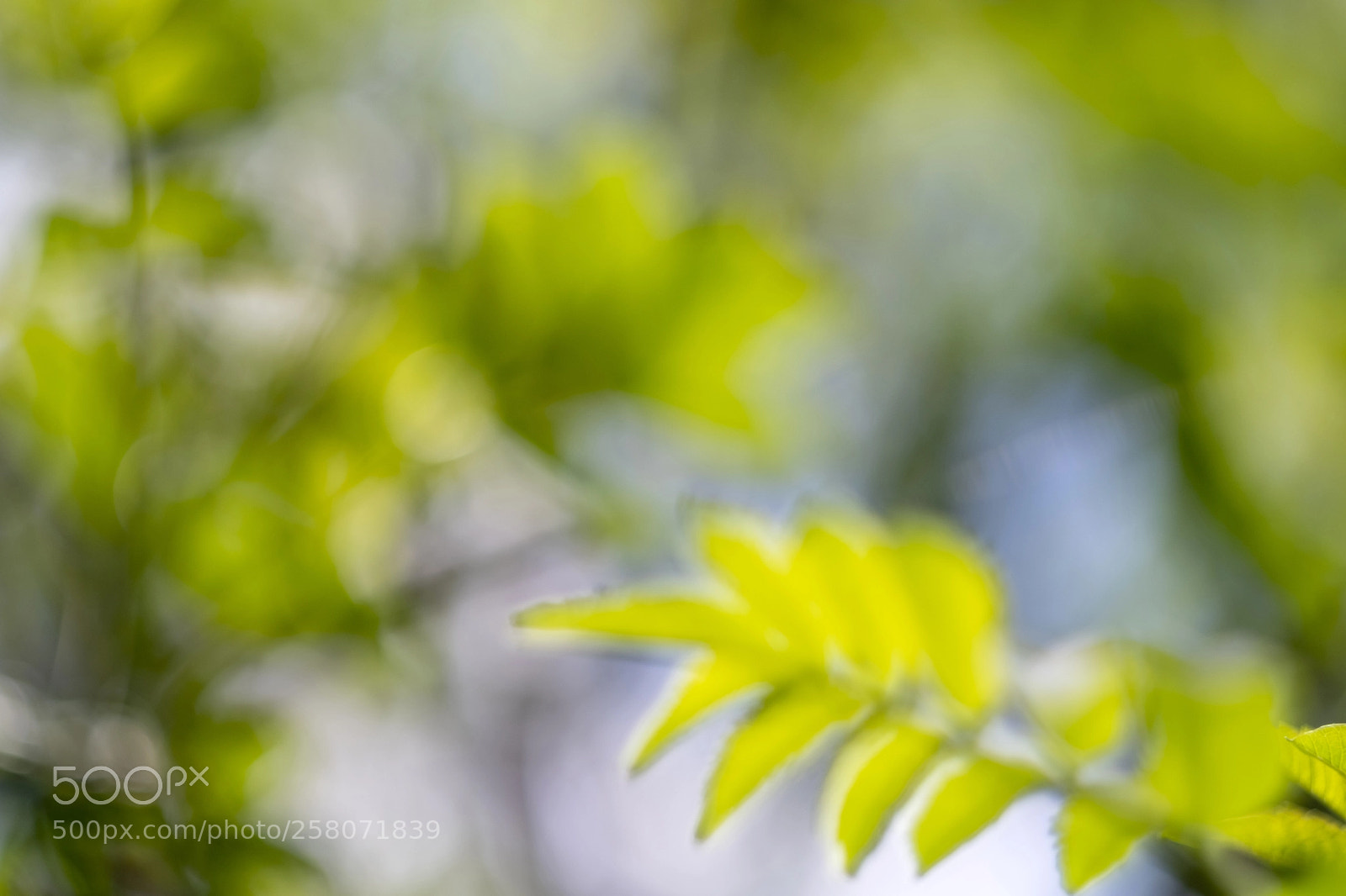 Fujifilm X-T20 sample photo. Spring reflections photography