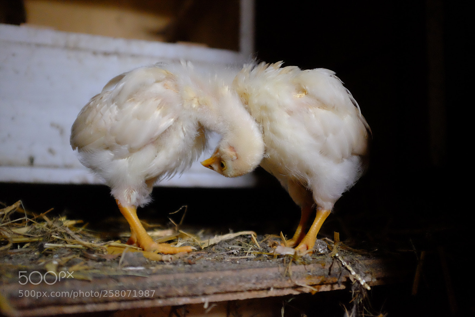 Fujifilm X100T sample photo. Chicken dance photography
