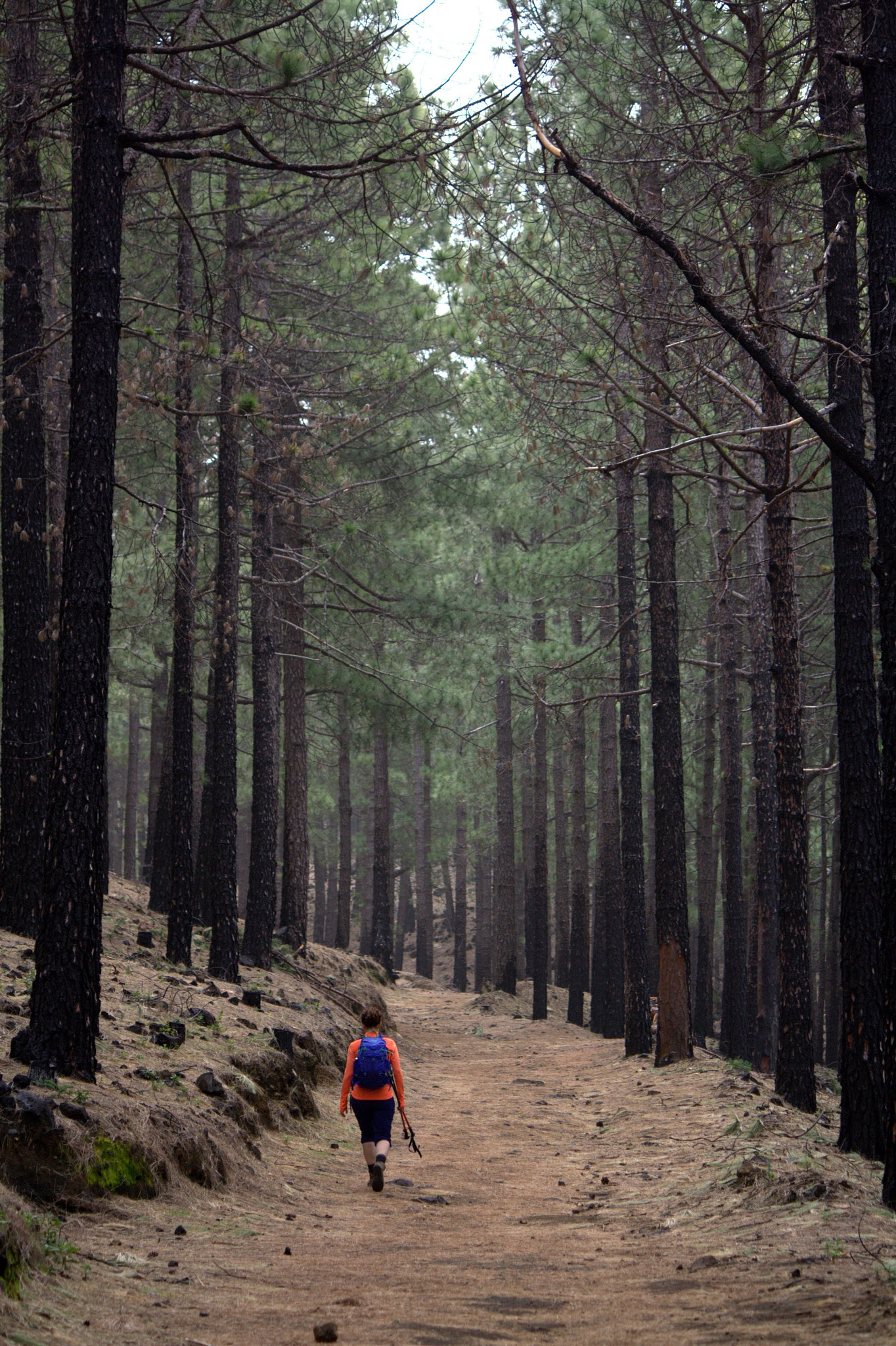 Canon EF-S 55-250mm F4-5.6 IS sample photo. Walking in the forest photography