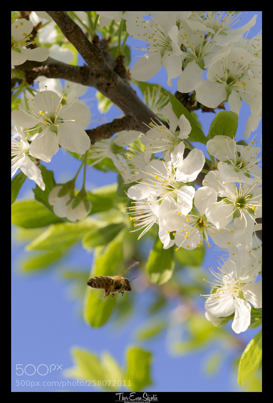 Canon EOS 6D sample photo. Bee - spring is photography