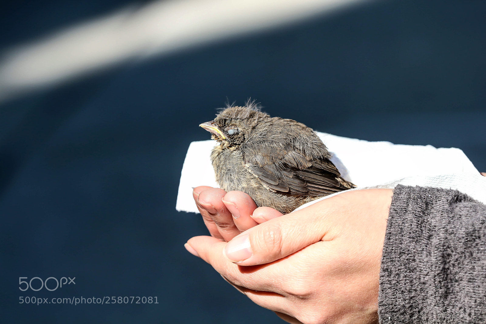 Canon EOS M sample photo. Baby bird. photography