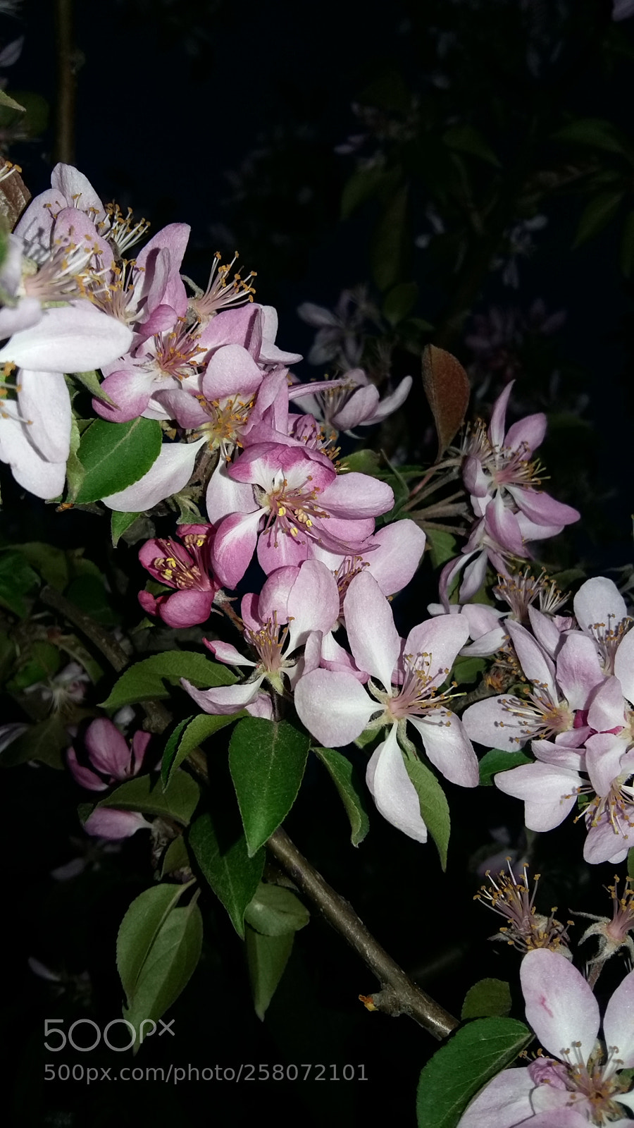 Samsung Galaxy A5 sample photo. Our spring..... photography
