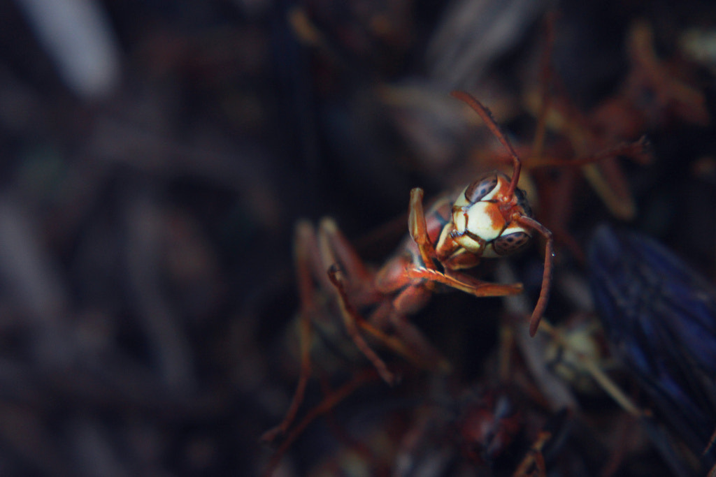 Wasp by Cameron Alexander on 500px.com