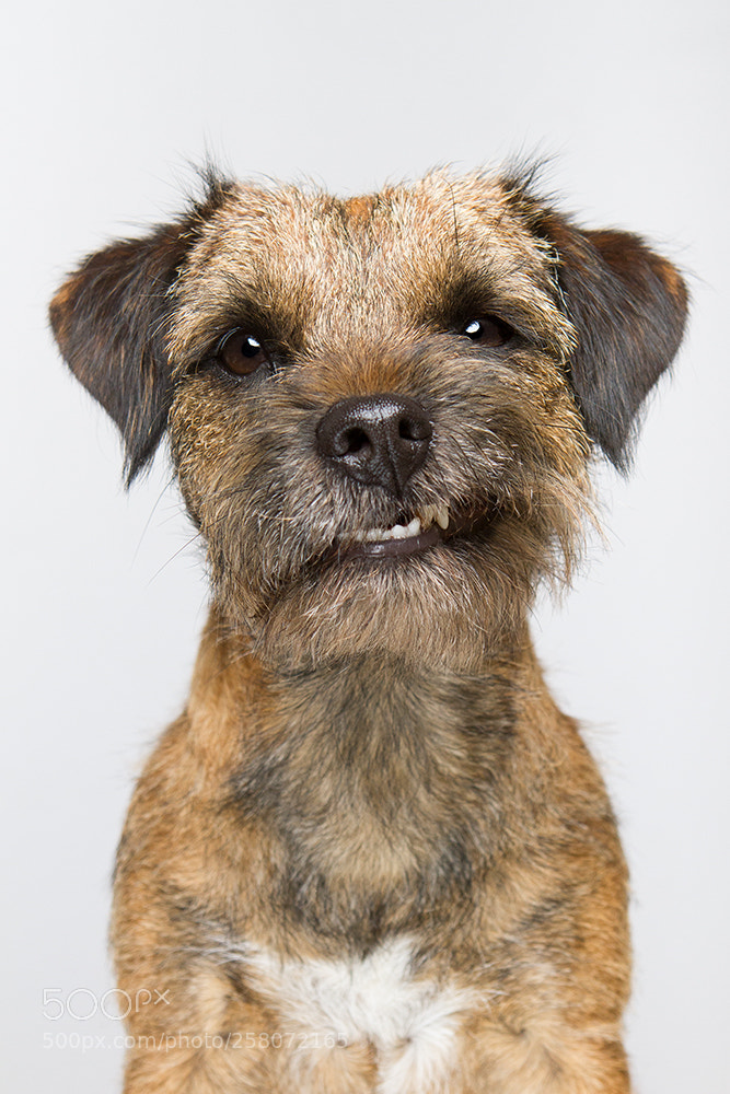 Canon EOS 7D sample photo. Little scruffy yob photography