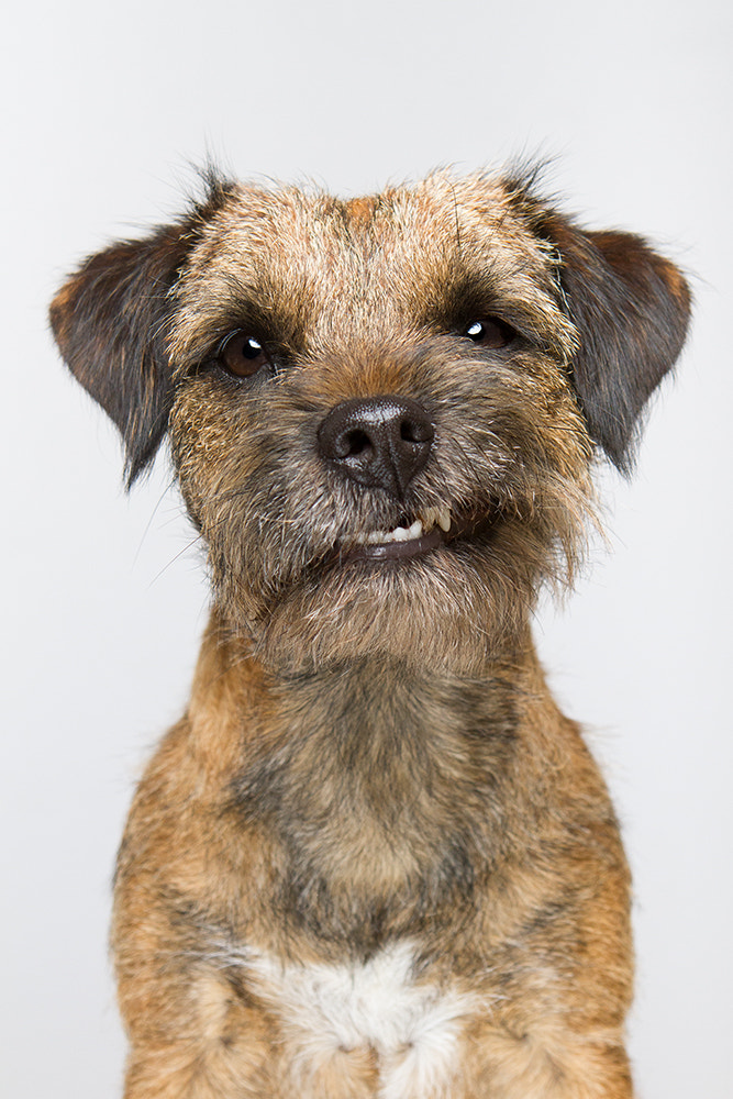 Little scruffy yob by Elke Vogelsang on 500px.com