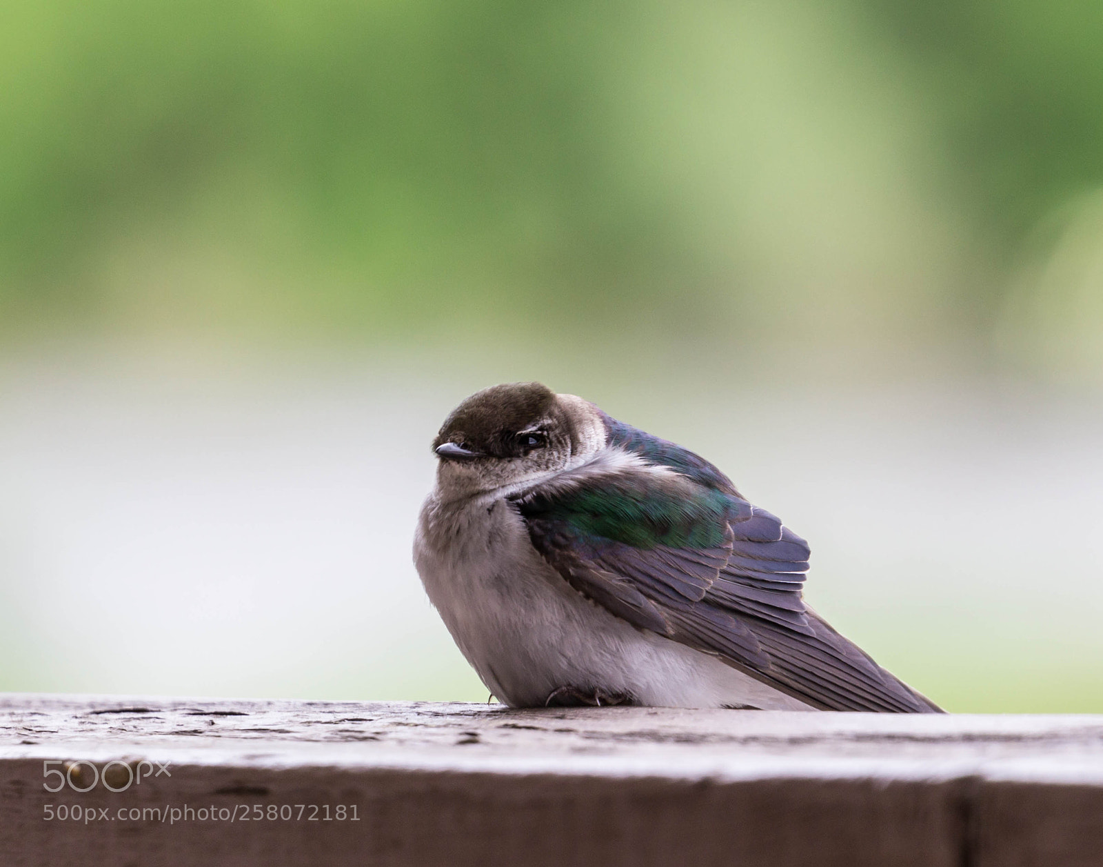 Canon EOS 600D (Rebel EOS T3i / EOS Kiss X5) sample photo. Cliff swallow photography