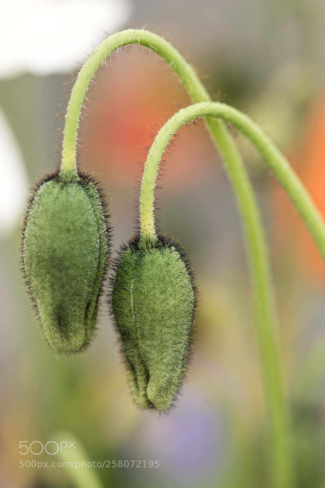 Canon EOS 77D (EOS 9000D / EOS 770D) sample photo. Sad bad true photography