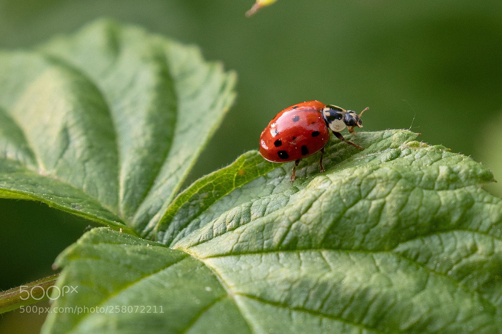 Canon EOS 80D sample photo. Ladybug photography
