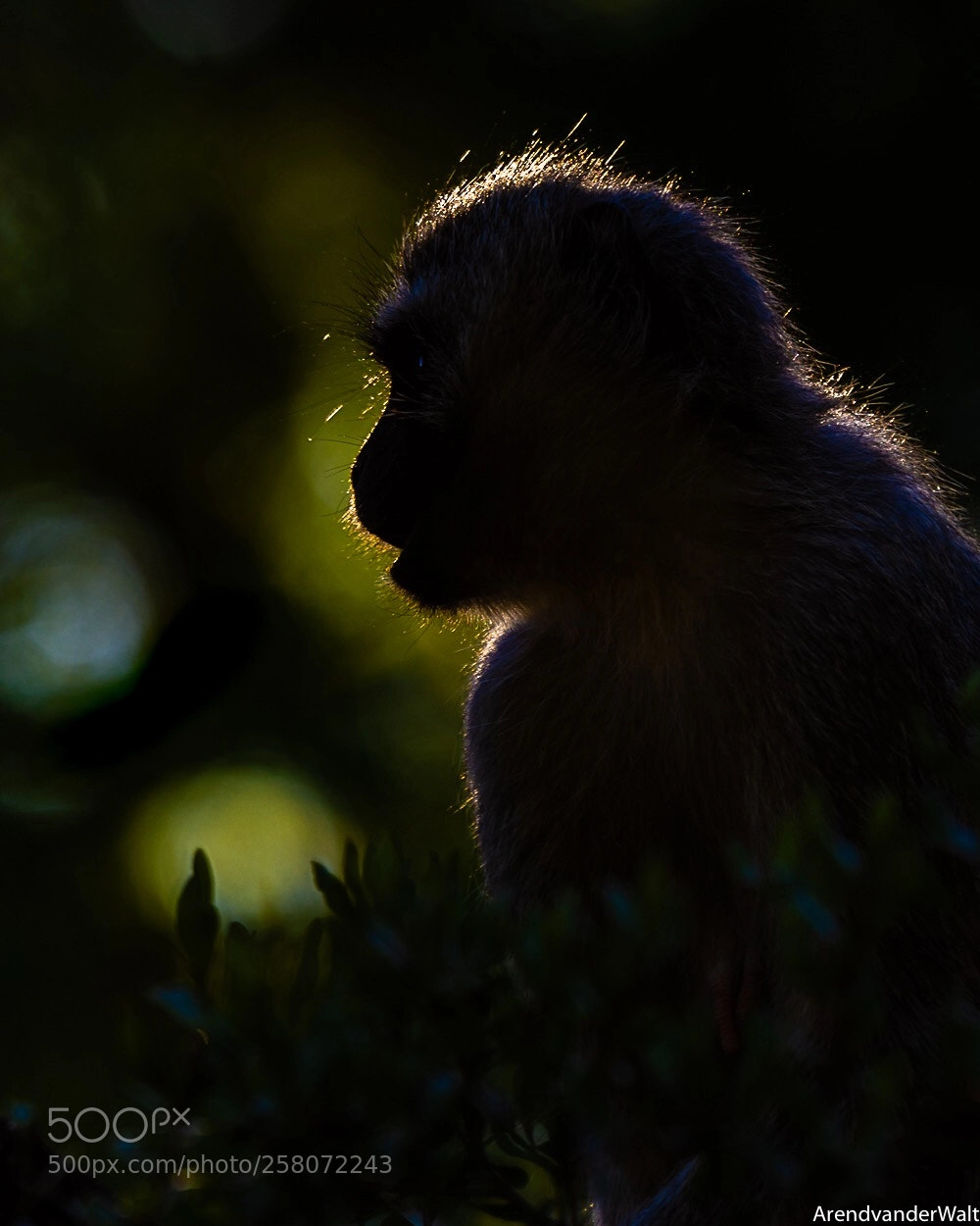 Nikon D7200 sample photo. Vervet monkey backlit photography