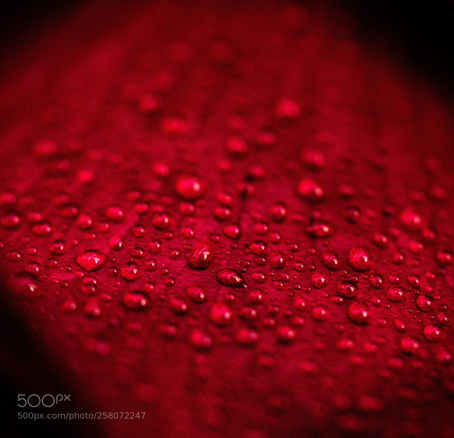 Nikon D610 sample photo. Dewy rose petal photography