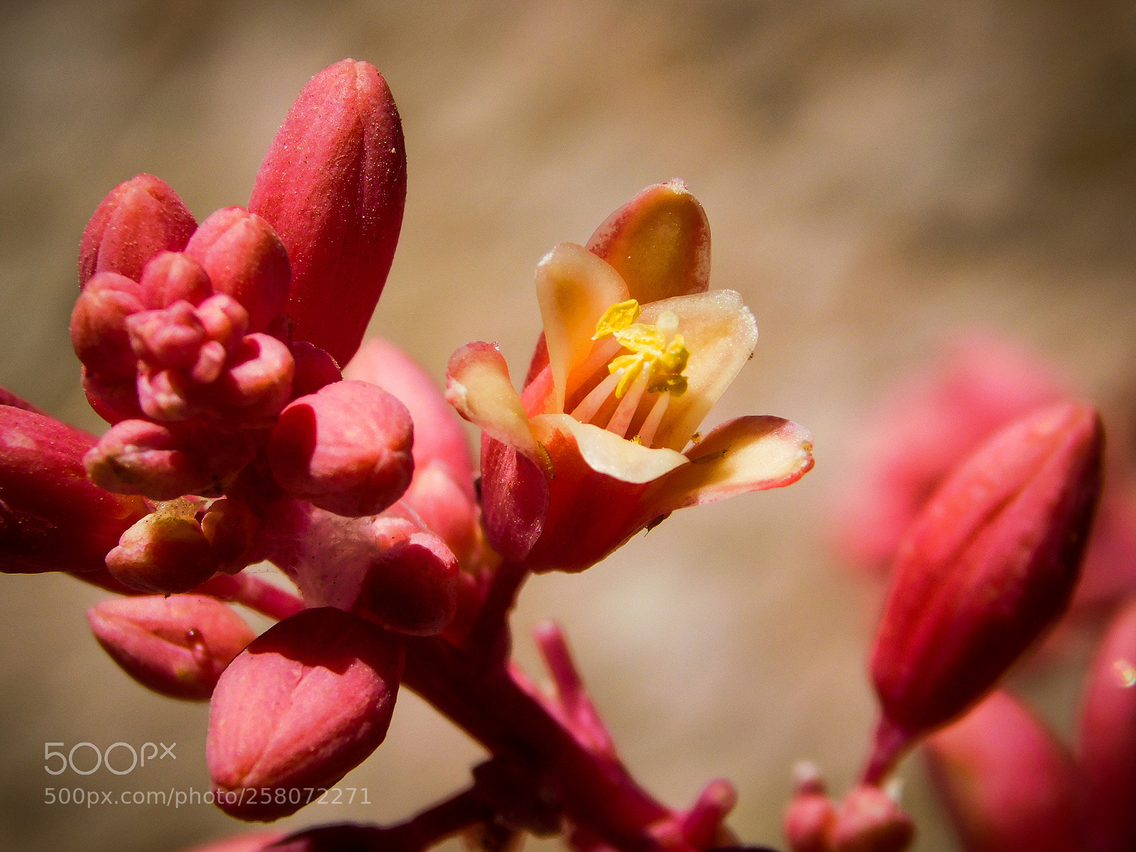 Nikon Coolpix B500 sample photo. Yucca blossom ii photography