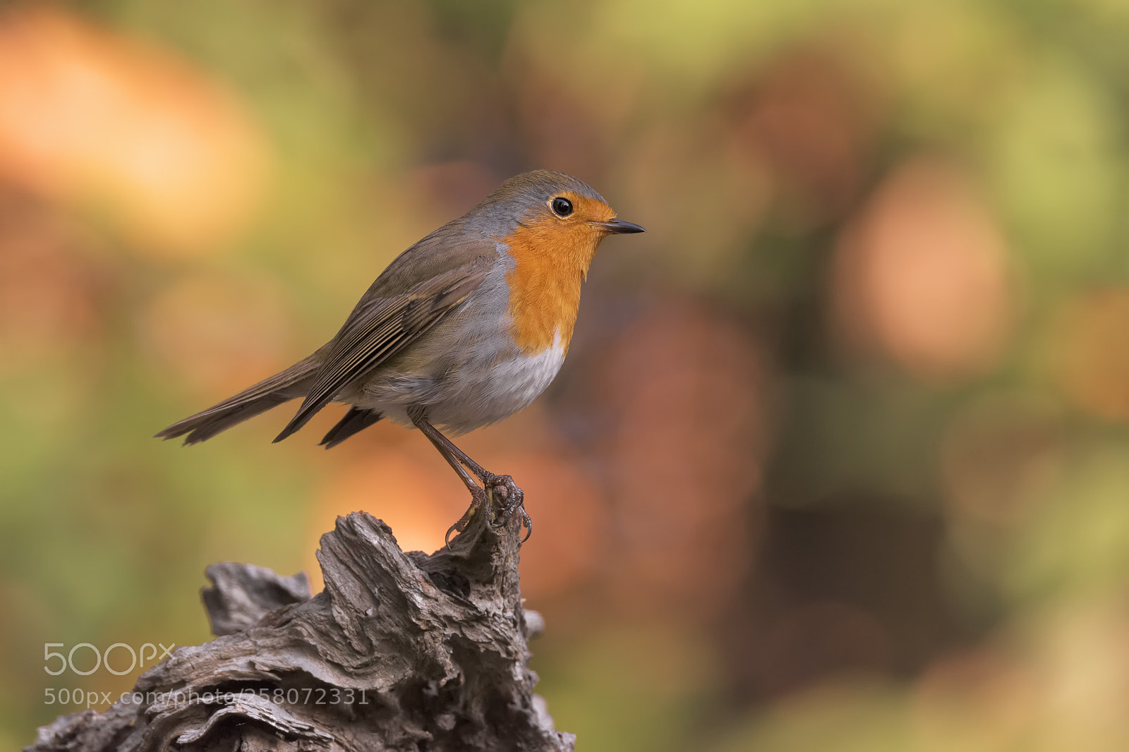 Nikon D810 sample photo. Erithacus rubecula photography