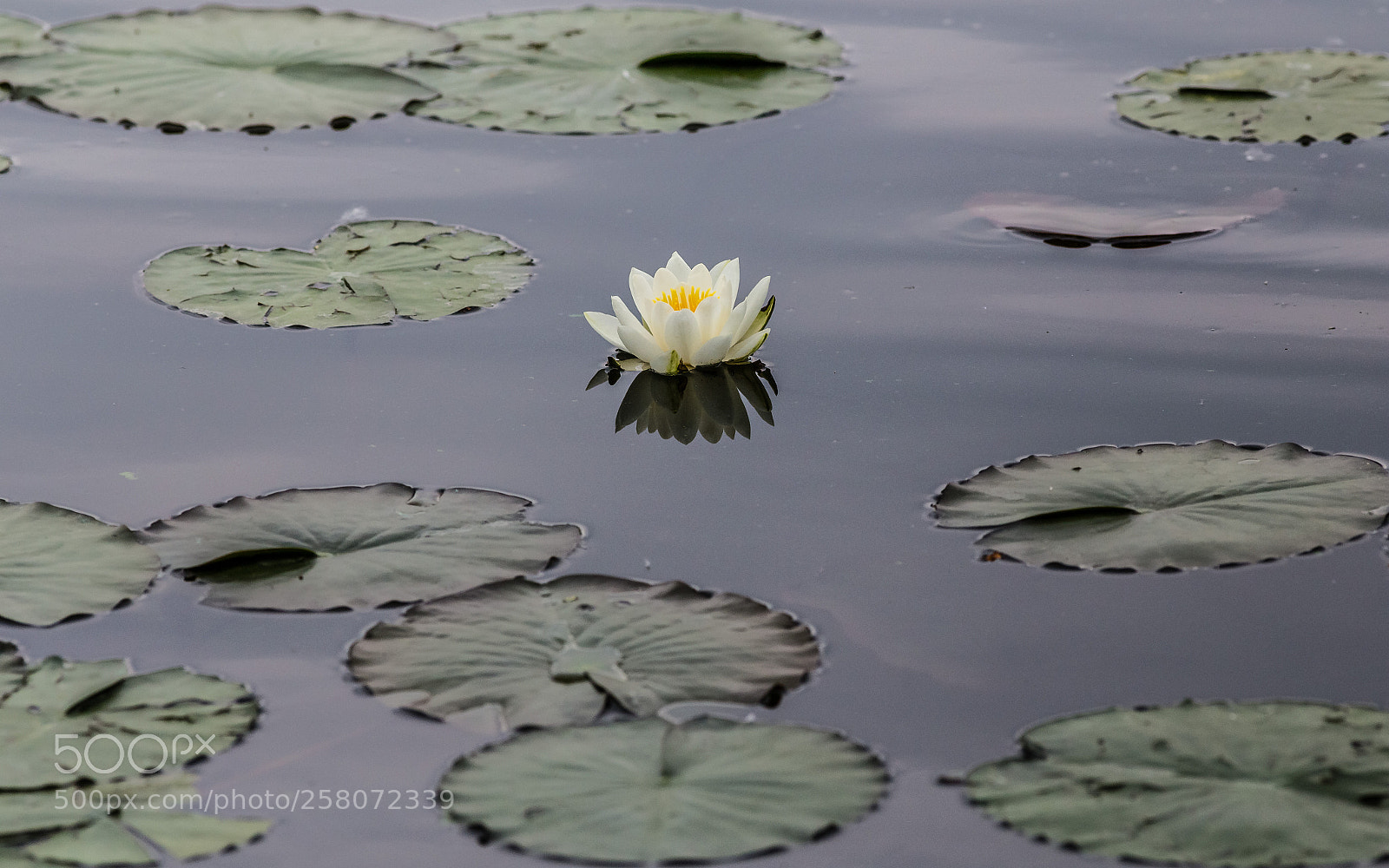 Canon EOS 6D sample photo. White waterlily photography