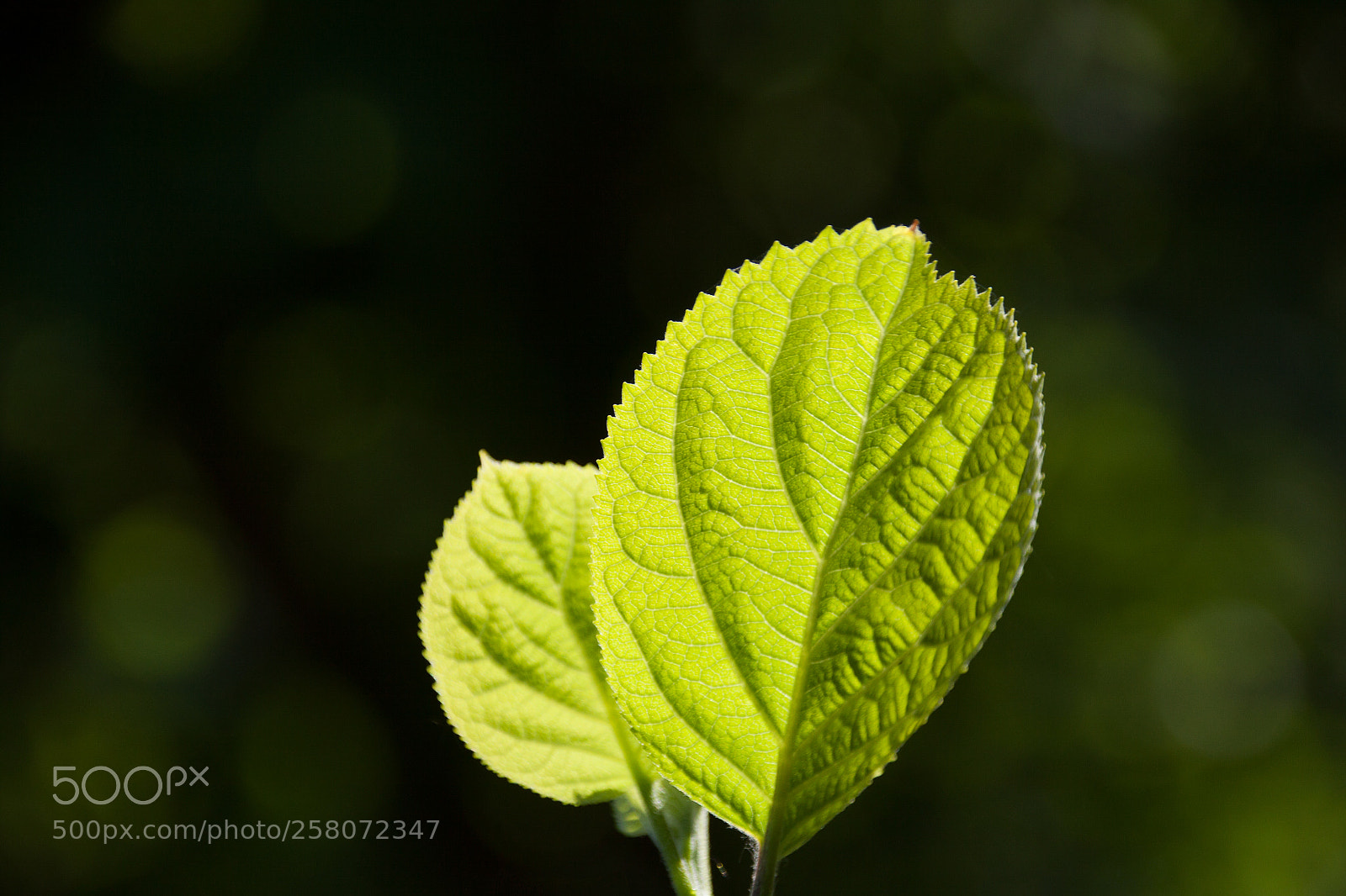 Canon EOS 50D sample photo. Foliage cxiii photography