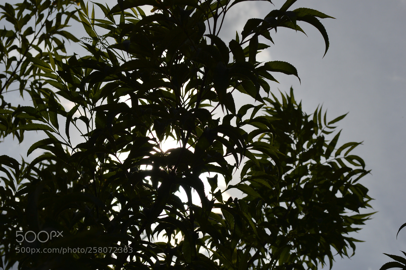 Nikon D3200 sample photo. Tree photography
