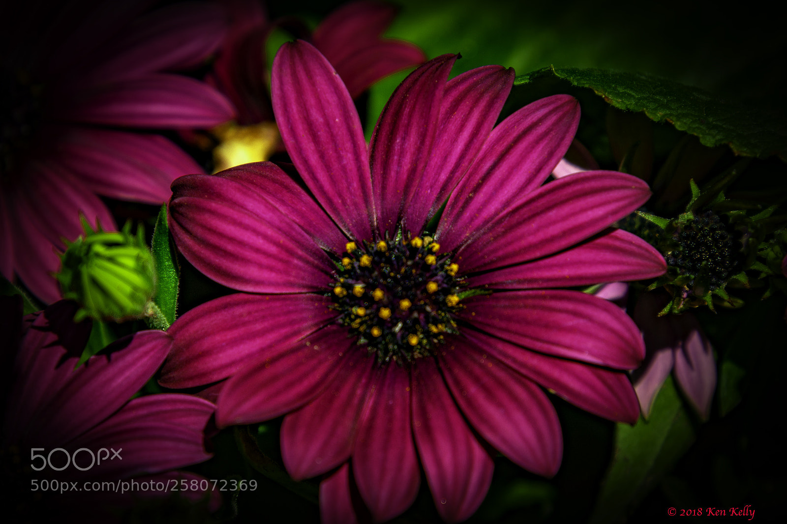Canon EOS 7D Mark II sample photo. Marguerite daisy photography