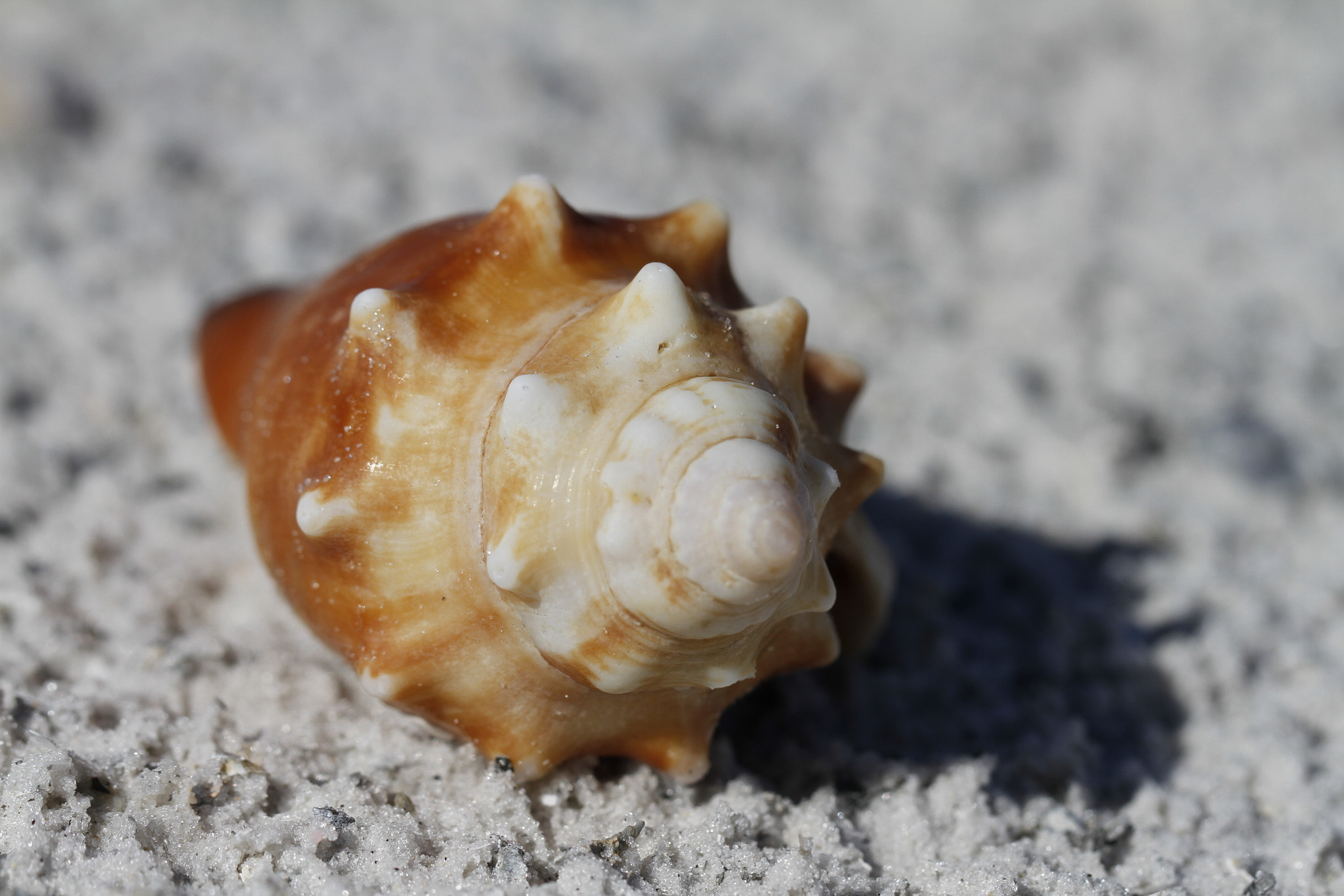 Canon EOS 7D + Canon EF 100mm F2.8L Macro IS USM sample photo. Front view of a florida fighting conch, strombus alatus, found on a beach photography