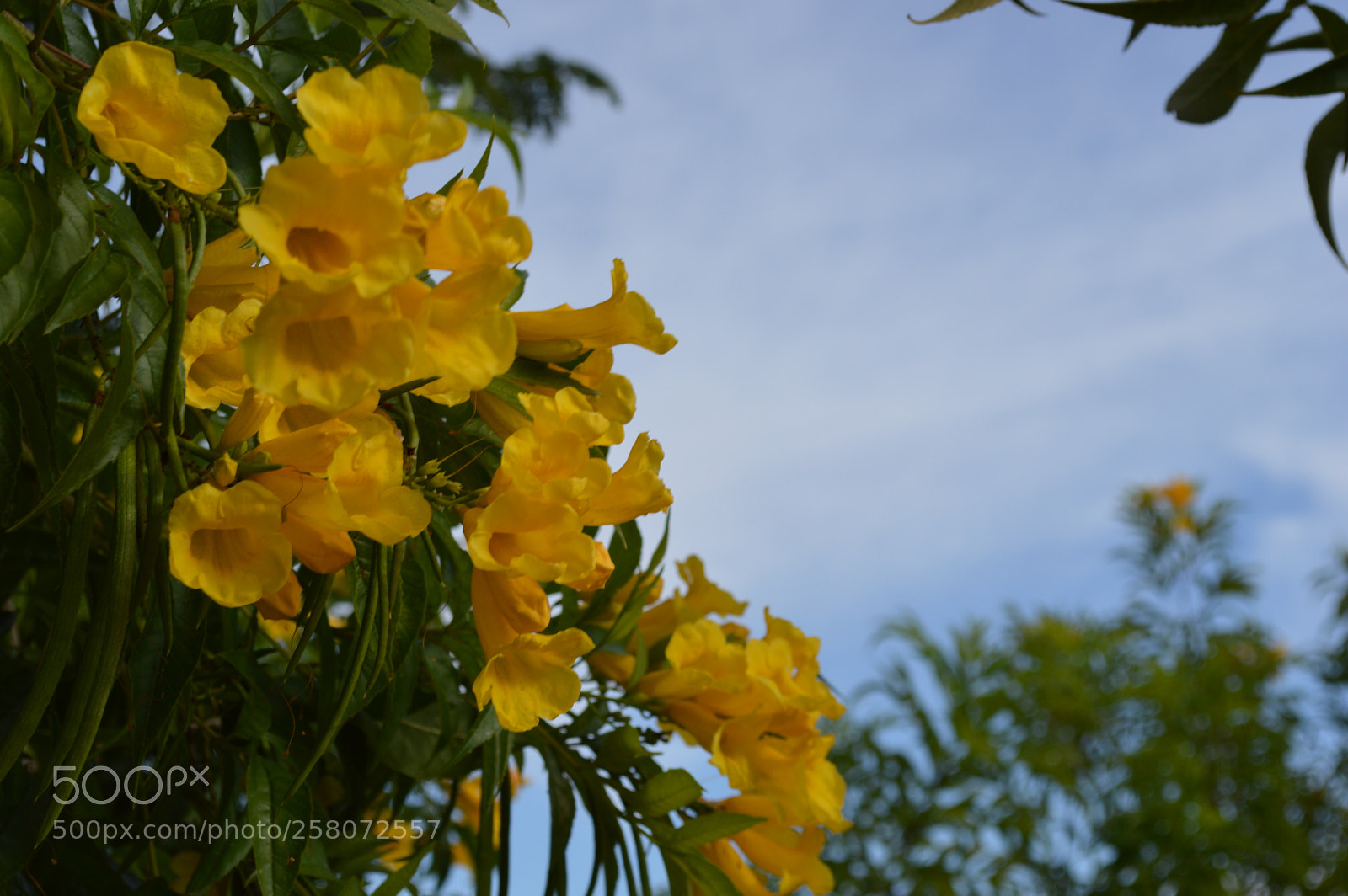 Nikon D3200 sample photo. Flowers photography