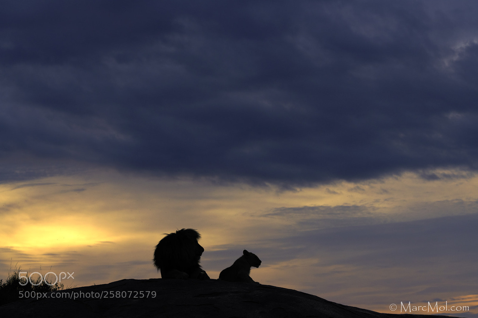 Nikon D850 sample photo. The prince and the photography