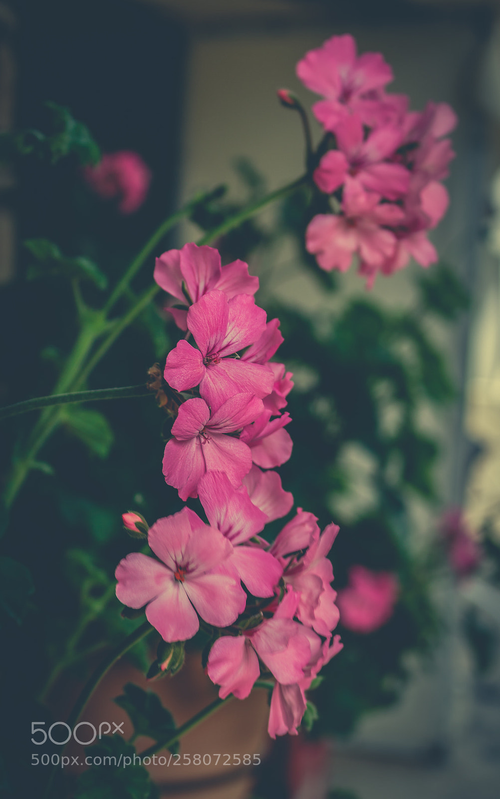 Canon EOS 750D (EOS Rebel T6i / EOS Kiss X8i) sample photo. Pink photography