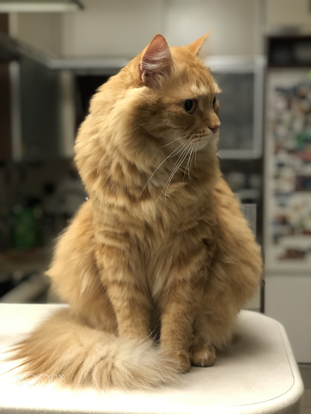 Apple iPhone X sample photo. Untitled photography