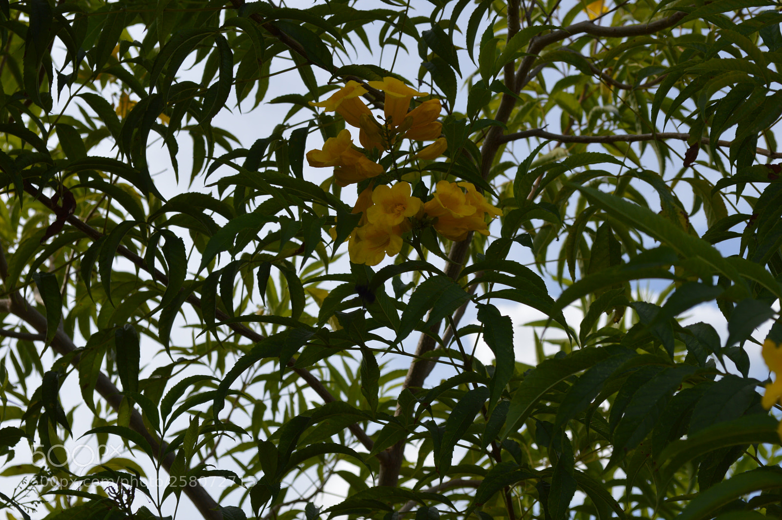 Nikon D3200 sample photo. Flowers photography