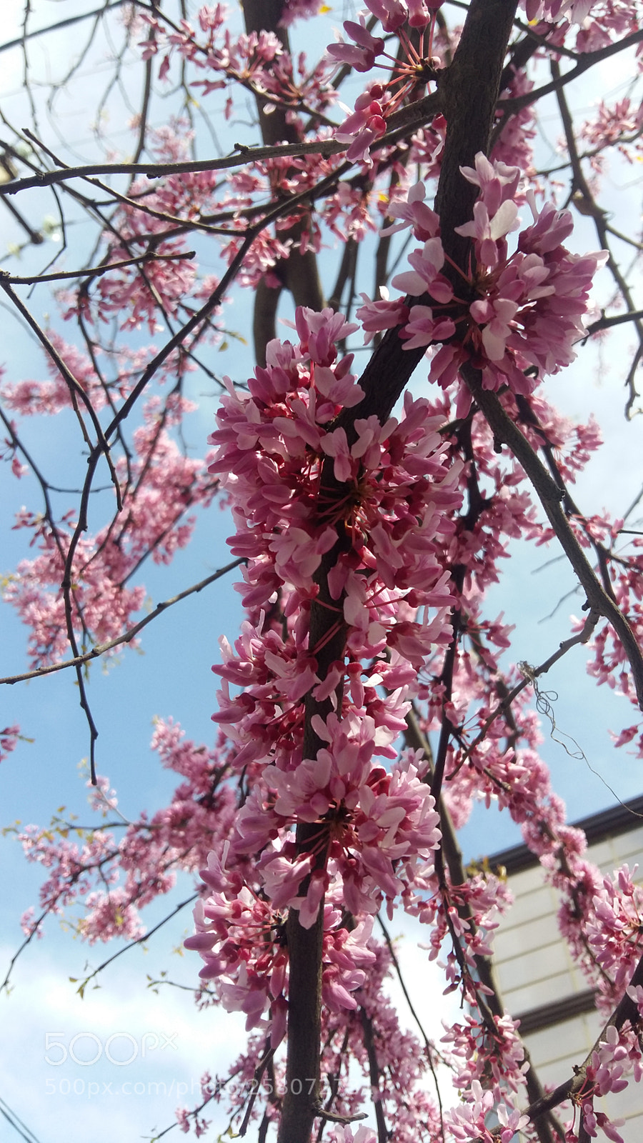 Samsung Galaxy A5 sample photo. Pink  flowers... photography