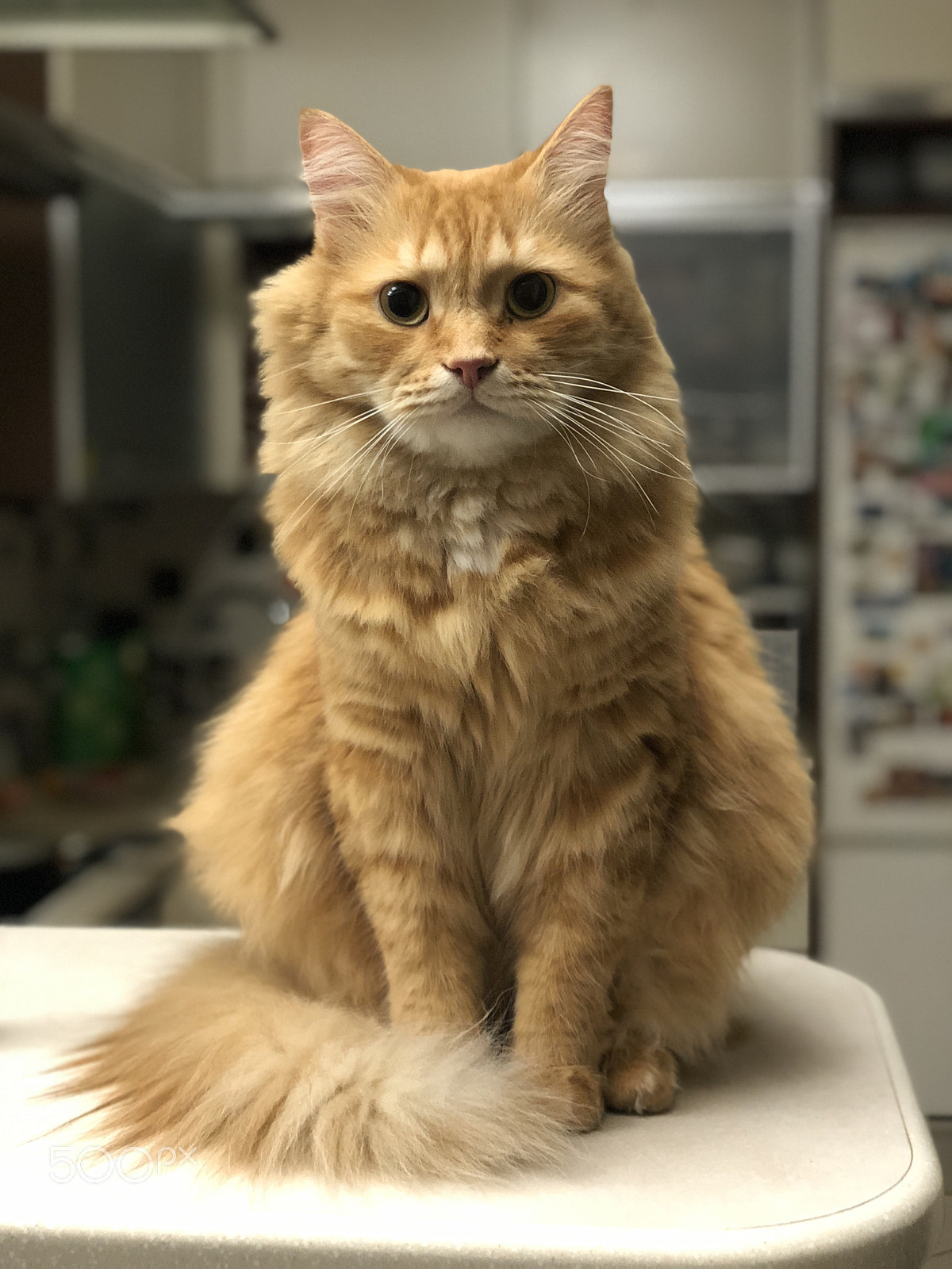 Apple iPhone X sample photo. Untitled photography