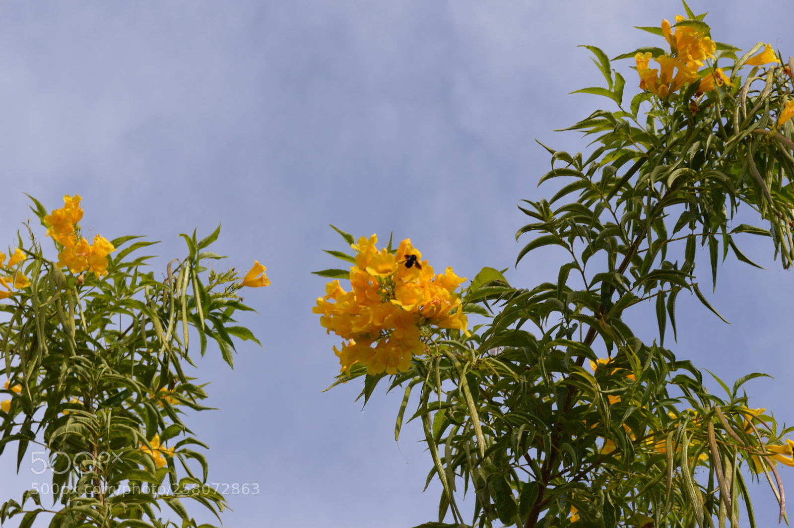 Nikon D3200 sample photo. Flowers photography