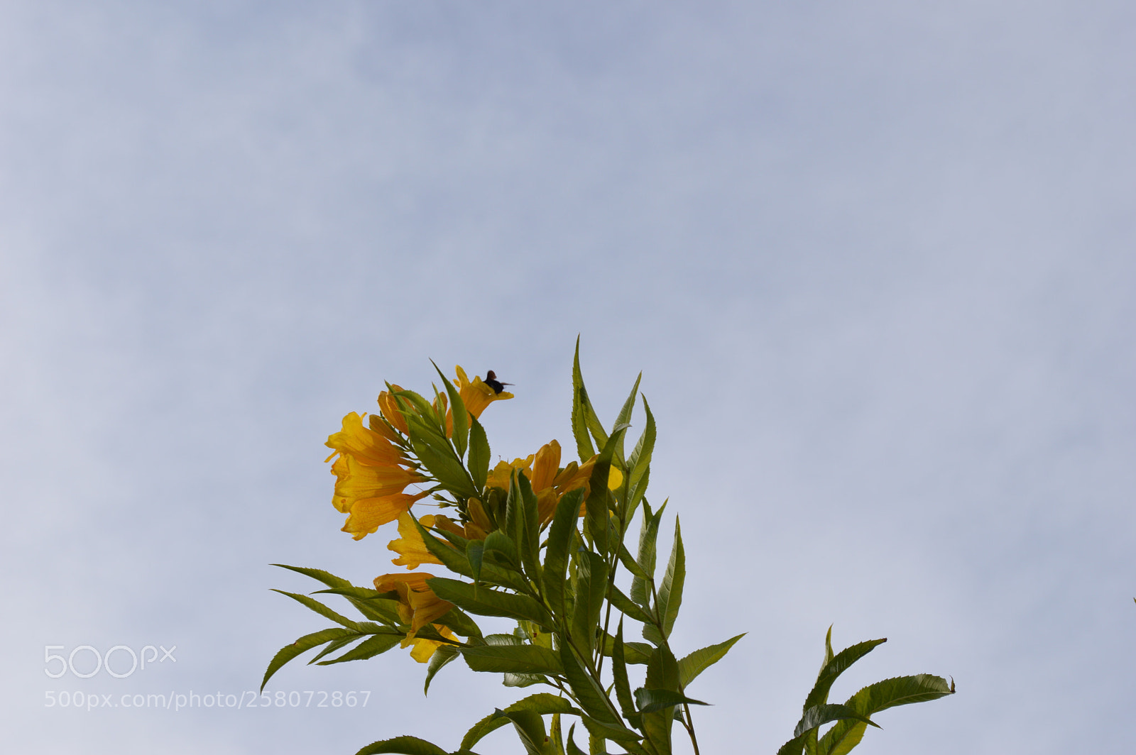 Nikon D3200 sample photo. Flowers photography