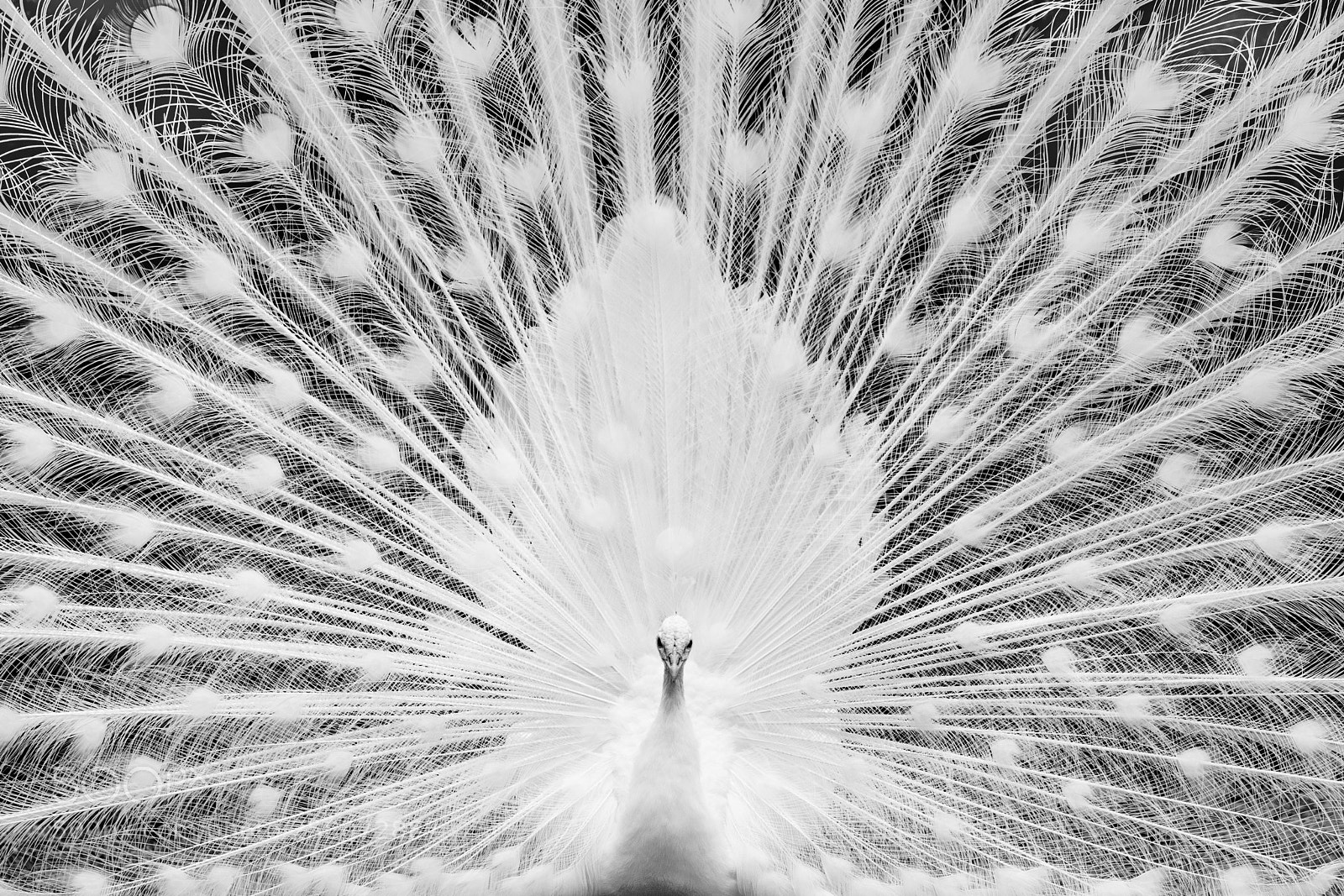 Sony a7R III sample photo. White peacock photography