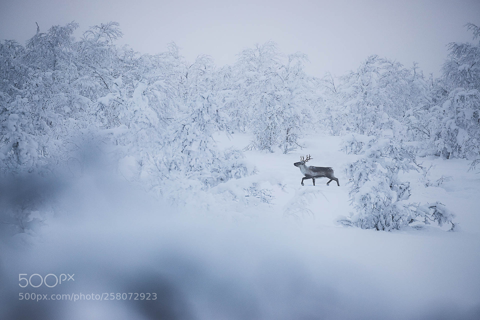 Canon EOS 6D Mark II sample photo. Wild reindeer photography