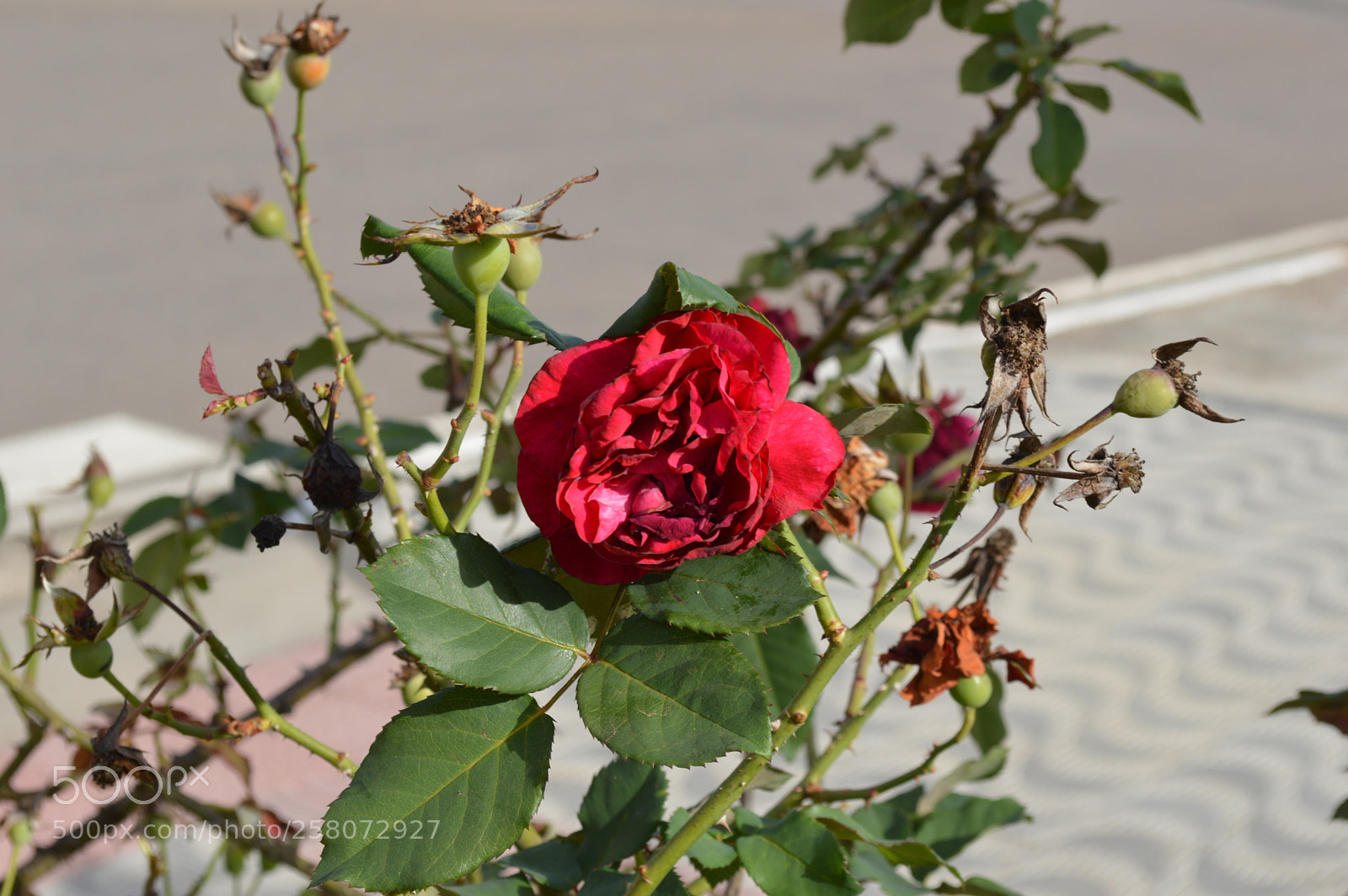 Nikon D3200 sample photo. Flowers photography
