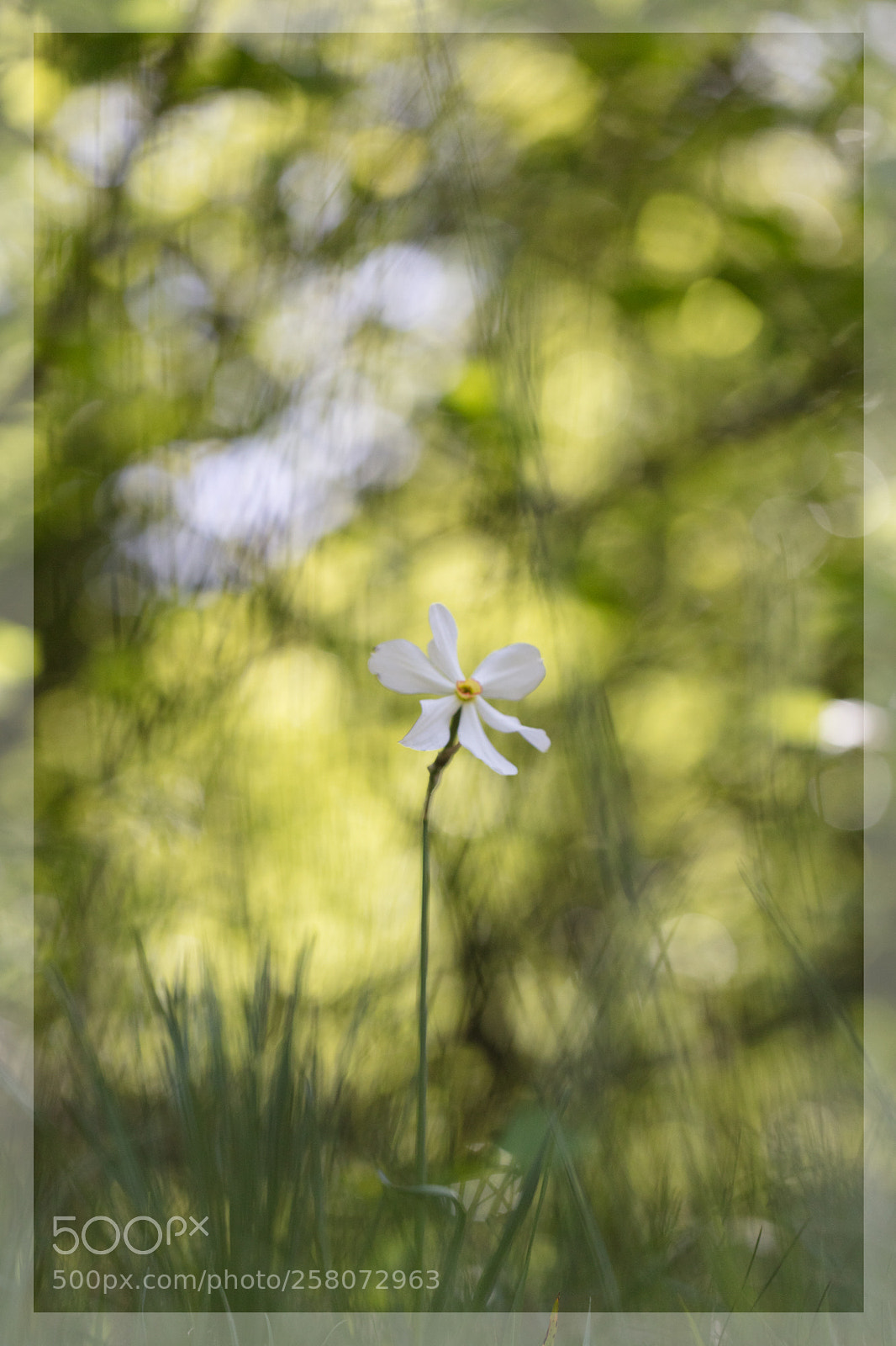 Canon EOS 5DS R sample photo. Narcisse. narcissus poeticus photography