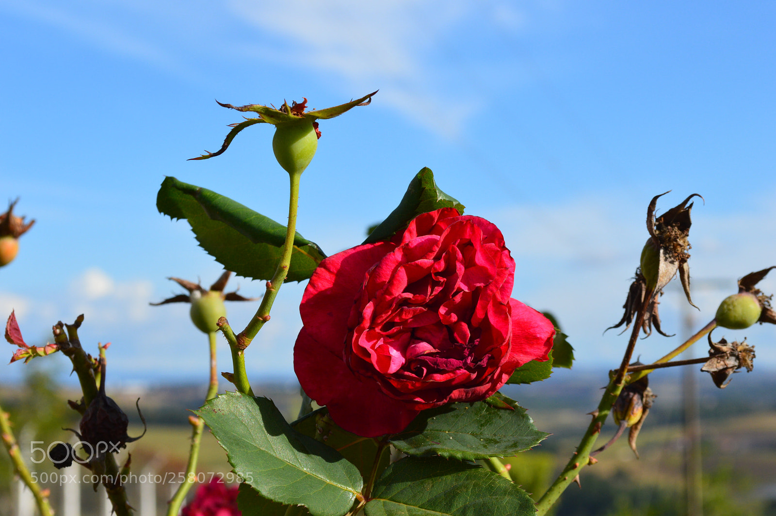 Nikon D3200 sample photo. Flowers photography