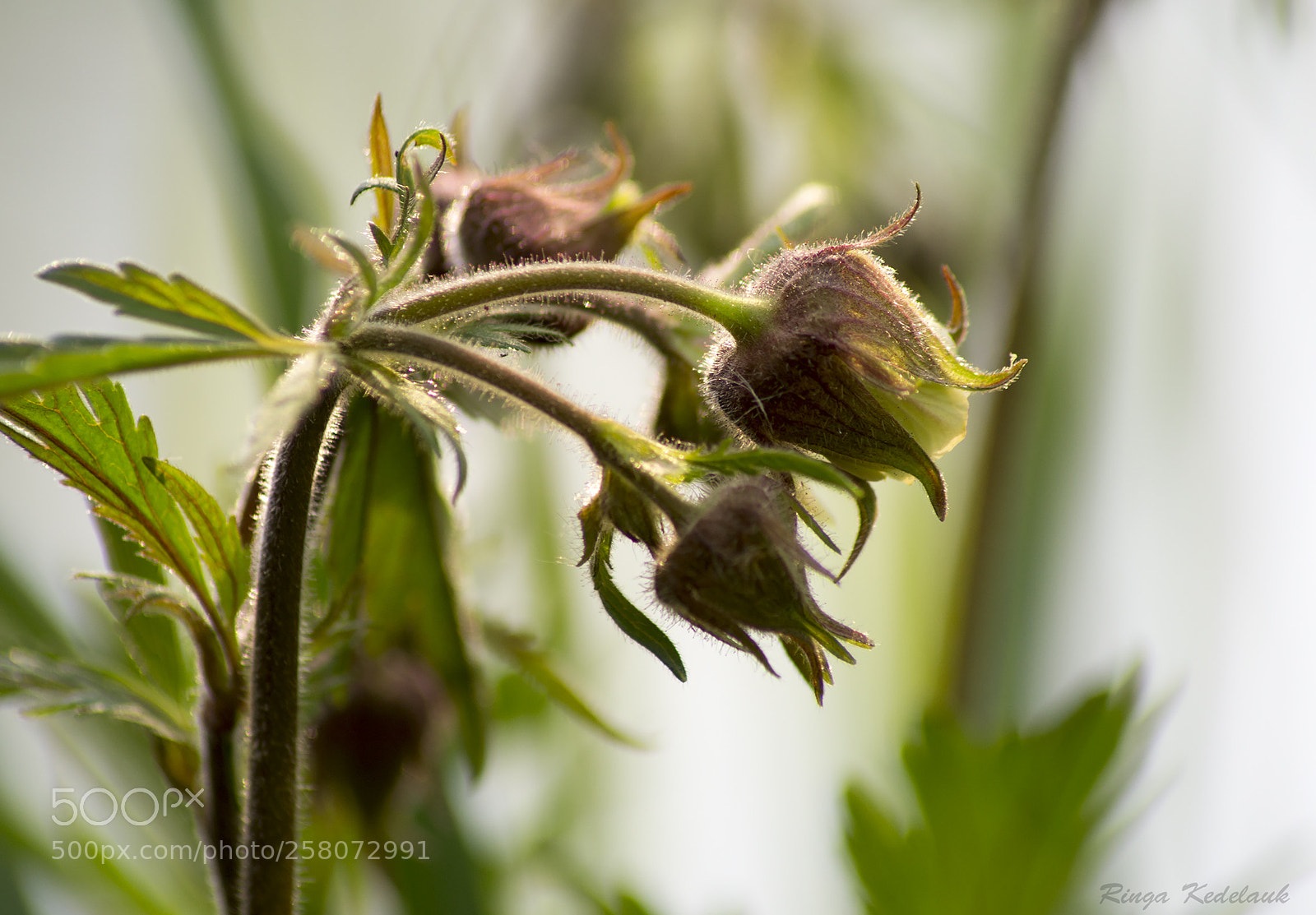 Nikon D3100 sample photo. Geum rivale photography