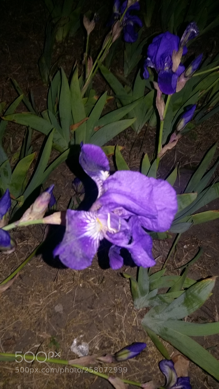 Samsung Galaxy A5 sample photo. Night flower... photography