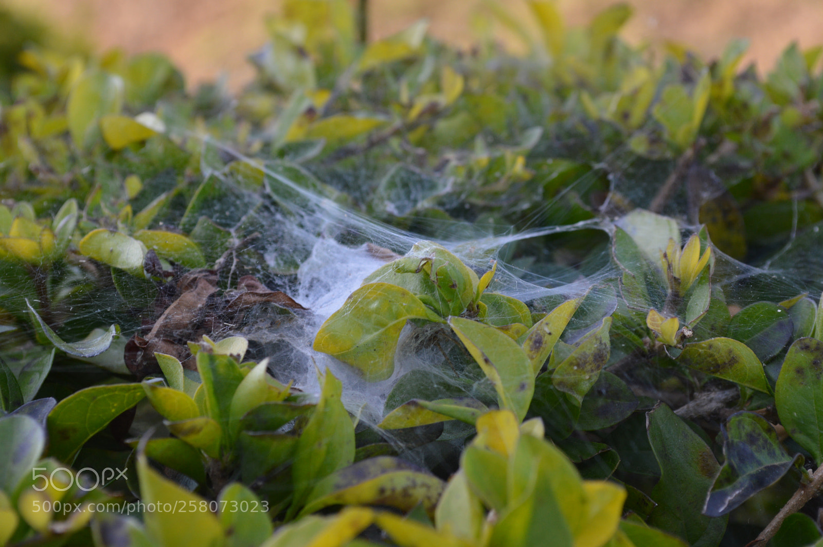 Nikon D3200 sample photo. Spider web photography